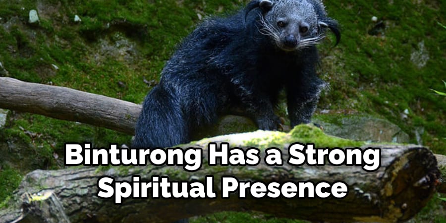 Binturong Has a Strong  Spiritual Presence