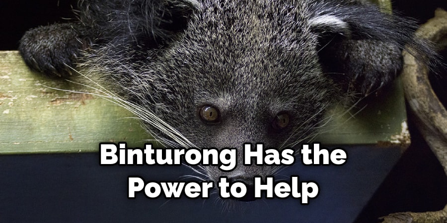 Binturong Has the Power to Help
