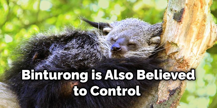 Binturong is Also Believed to Control 