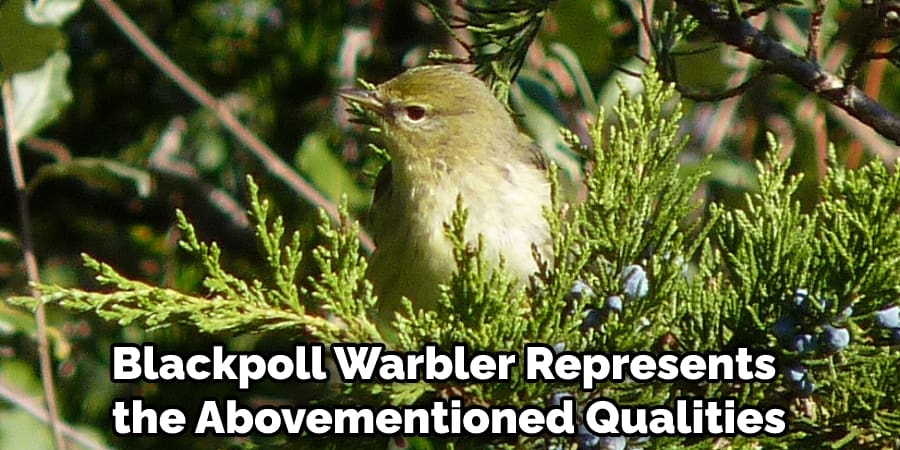 Blackpoll Warbler Represents All of the Abovementioned Qualities