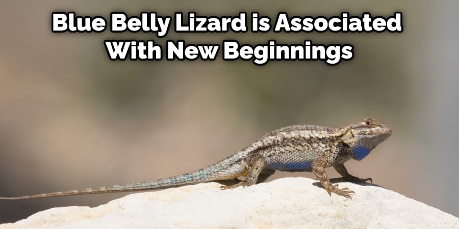 Blue Belly Lizard is Associated With New Beginnings