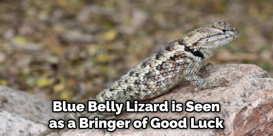  Blue Belly Lizard is Seen as a Bringer of Good Luck