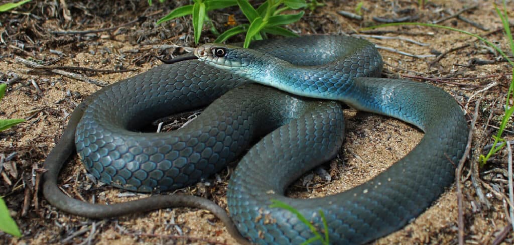 Blue Racer Spiritual Meaning