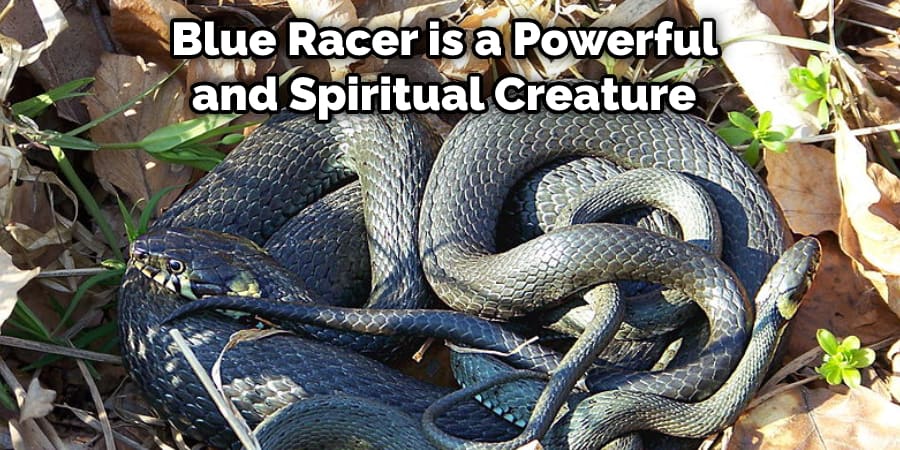  Blue Racer is a Powerful  and Spiritual Creature