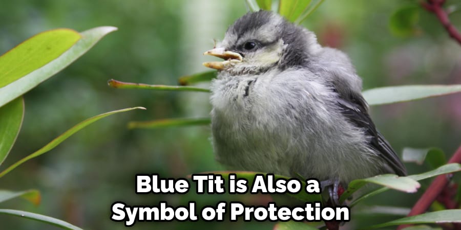 Blue Tit is Also a Symbol of Protection