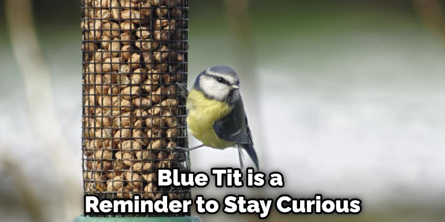 Blue Tit is a Reminder to Stay Curious