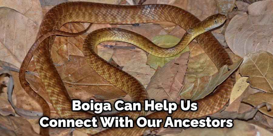 Boiga Can Help Us Connect With Our Ancestors