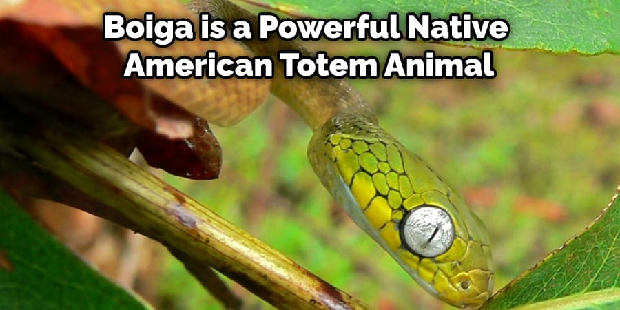 Boiga is a Powerful Native American Totem Animal