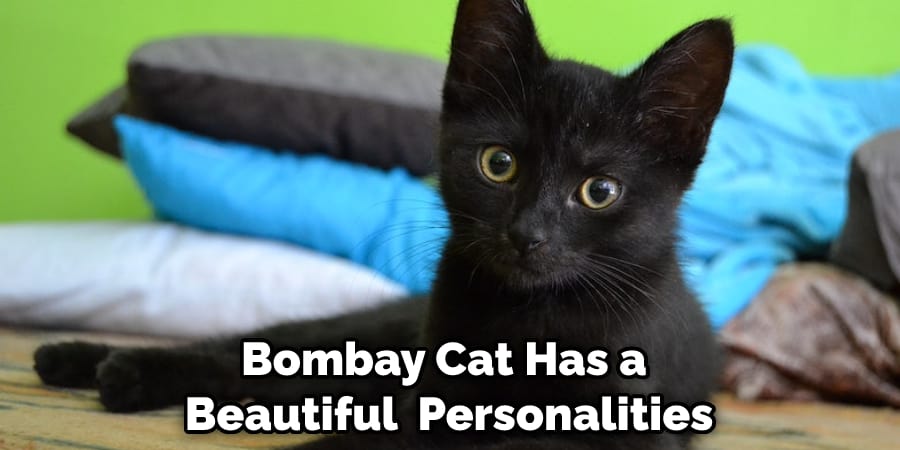 Bombay Cat Has a Beautiful  Personalities
