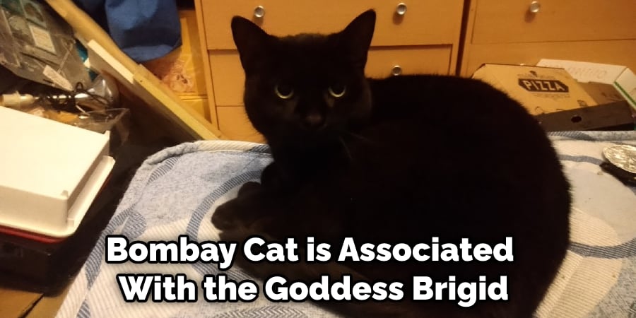 Bombay Cat is Associated With the Goddess Brigid
