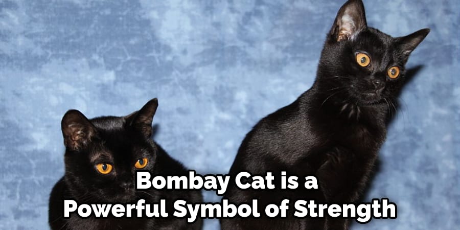 Bombay Cat is a Powerful Symbol of Strength