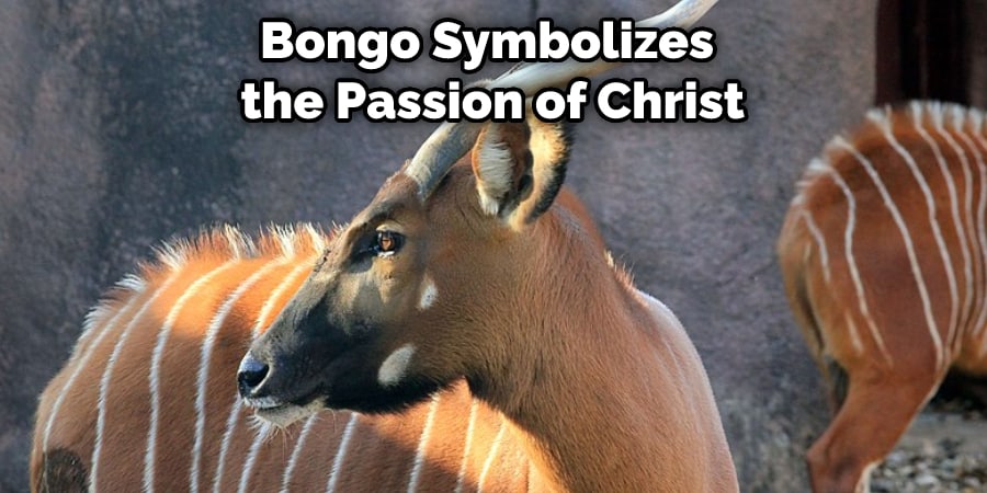 Bongo Symbolizes the Passion of Christ