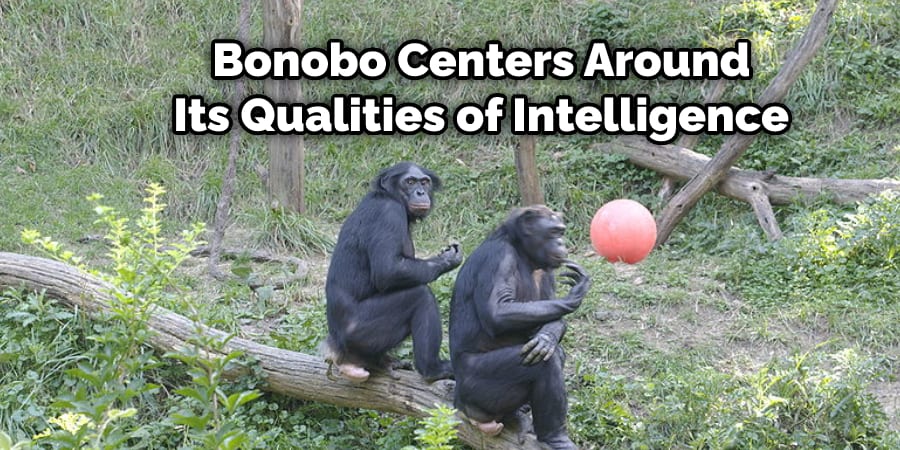  Bonobo Centers Around Its Qualities of Intelligence