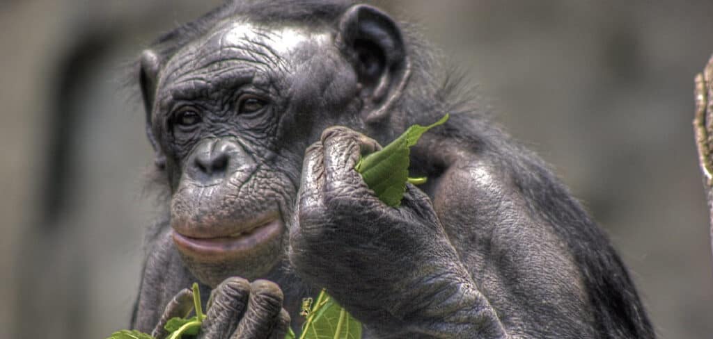 Bonobo Spiritual Meaning