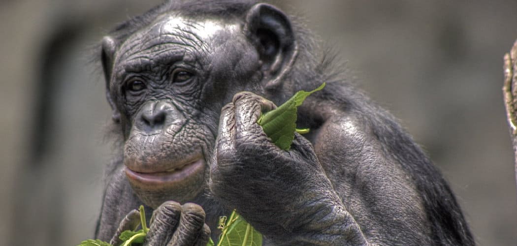 Bonobo Spiritual Meaning, Symbolism, and Totem