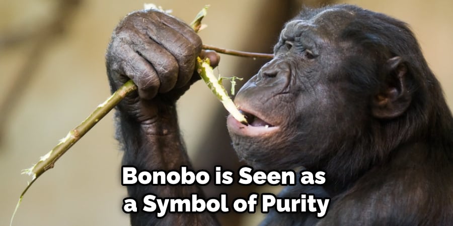Bonobo is Seen as a Symbol of Purity