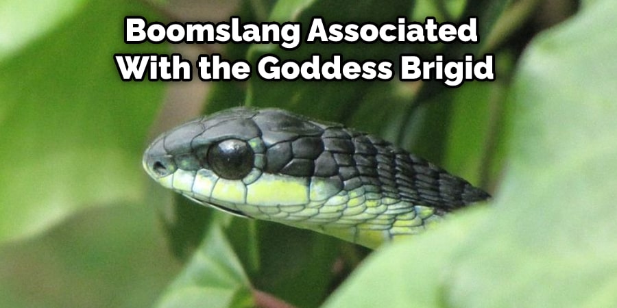 Boomslang Associated  With the Goddess Brigid