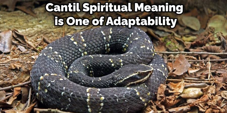 Cantil Spiritual Meaning is One of Adaptability