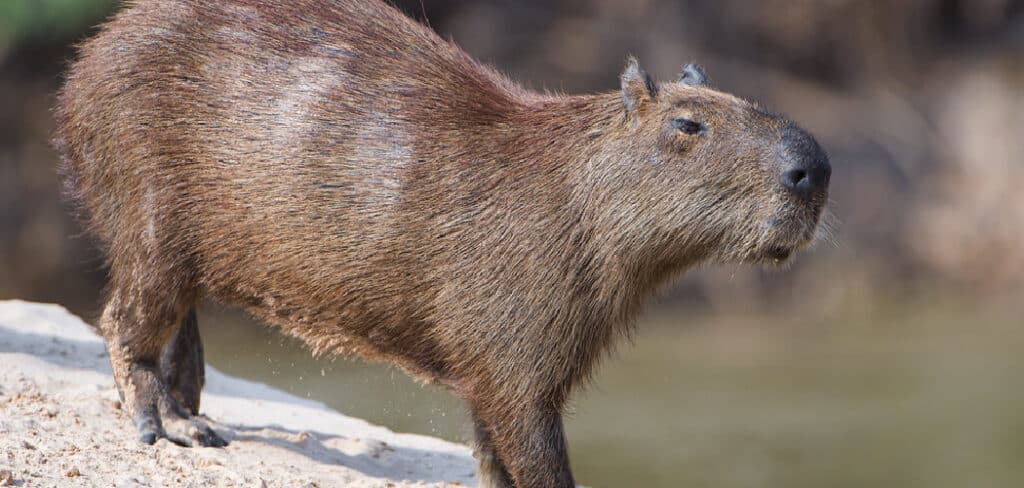 Capybara Spiritual Meaning