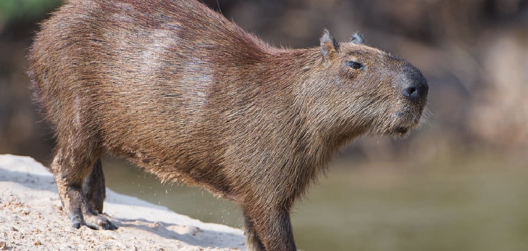 Capybara Spiritual Meaning, Symbolism, and Totem
