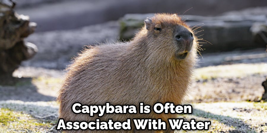Capybara is Often Associated With Water