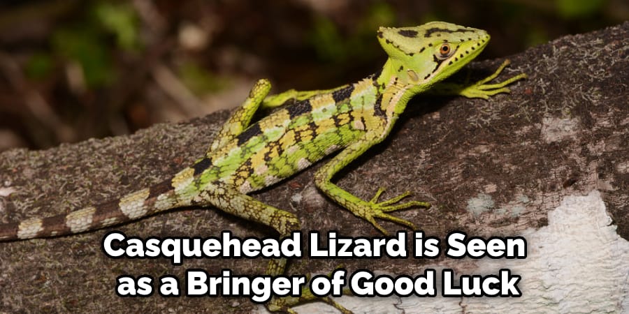 Casquehead Lizard is Seen as a Bringer of Good Luck