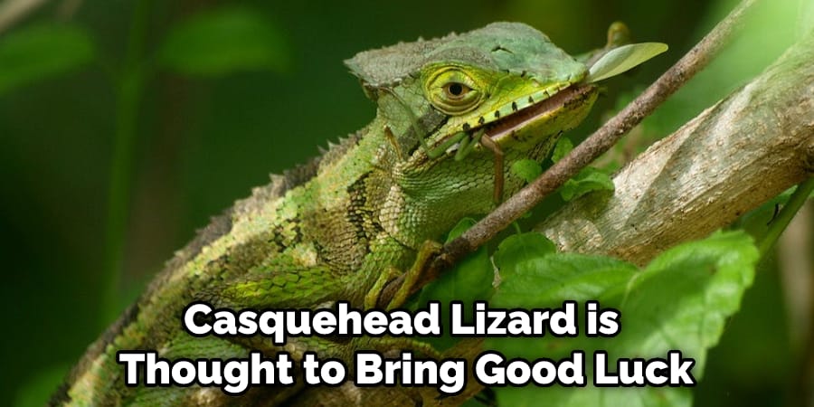 Casquehead Lizard is Thought to Bring Good Luck
