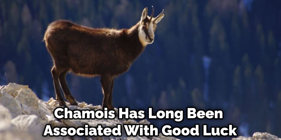 Chamois Has Long Been Associated With Good Luck