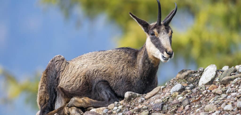 Chamois Spiritual Meaning, Symbolism, and Totem