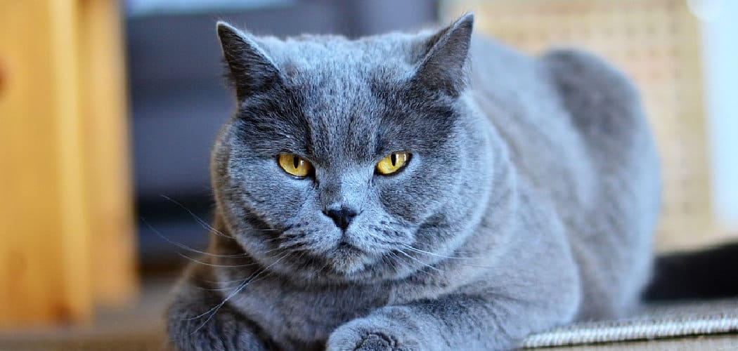 Chartreux Spiritual Meaning