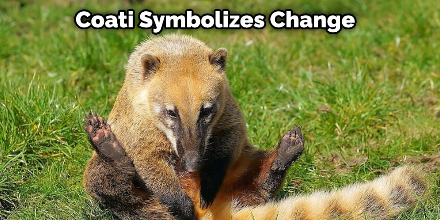  Coati Symbolizes Change