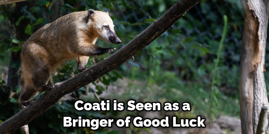 Coati is Seen as a Bringer of Good Luck