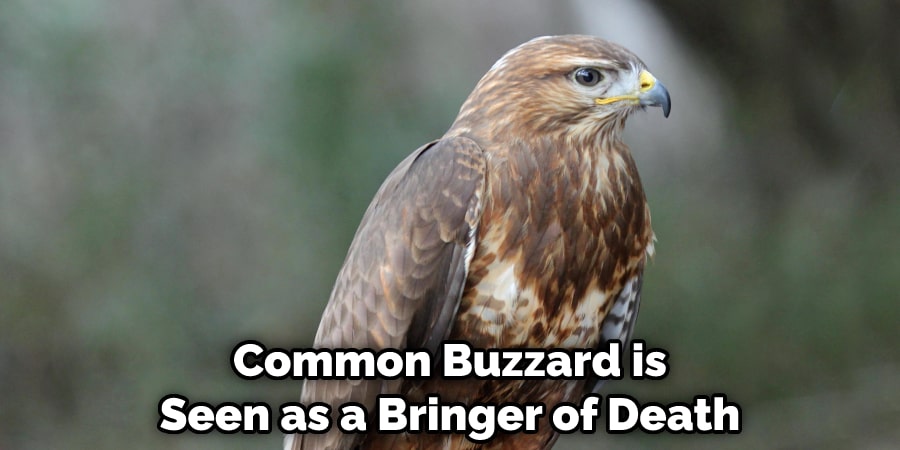 Common Buzzard is Also Seen as a Bringer of Death