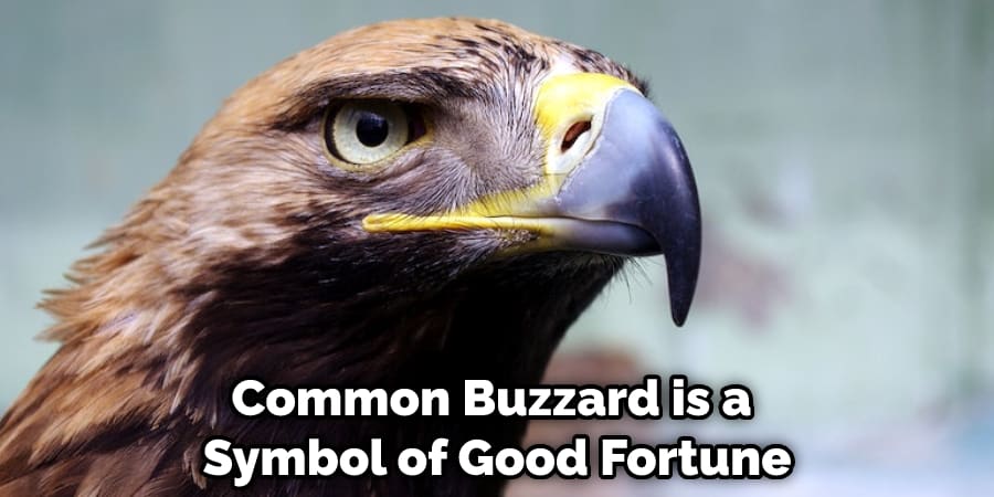 Common Buzzard is Seen as a Symbol of Good Fortune