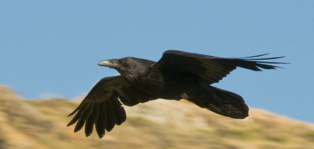 Common Raven Spiritual Meaning, Symbolism, and Totem