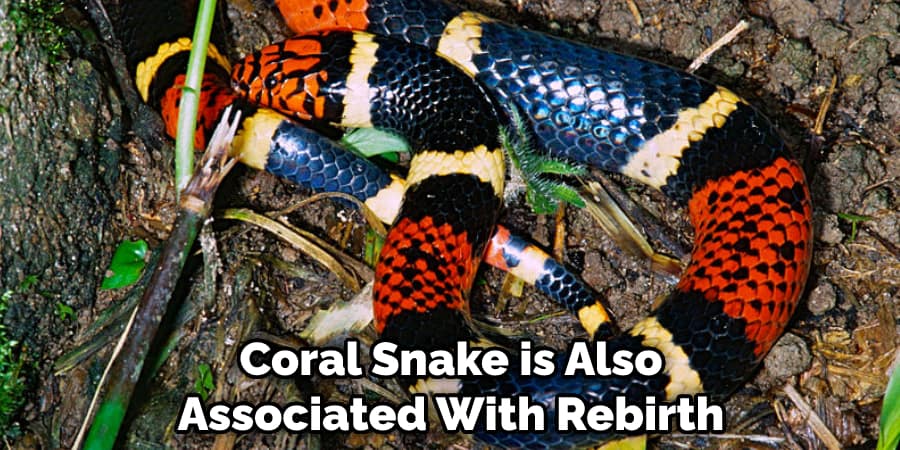 Coral Snake is Also Associated With Rebirth