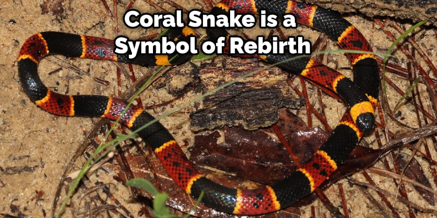 Coral Snake is a Symbol of Rebirth