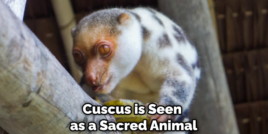 Cuscus is Seen as a Sacred Animal