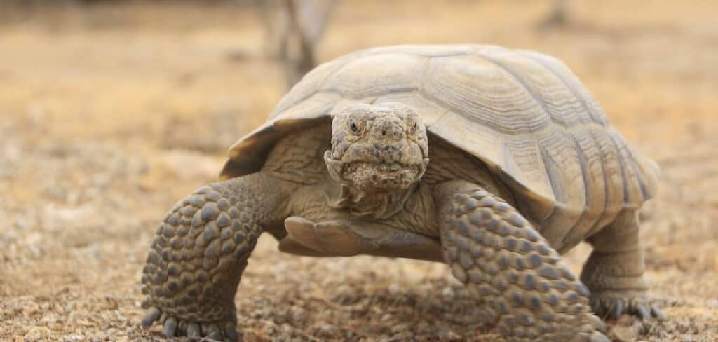 Desert Tortoise Spiritual Meaning