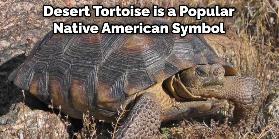  Desert Tortoise is a Popular Native American Symbol