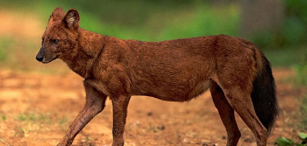 Dhole Spiritual Meaning