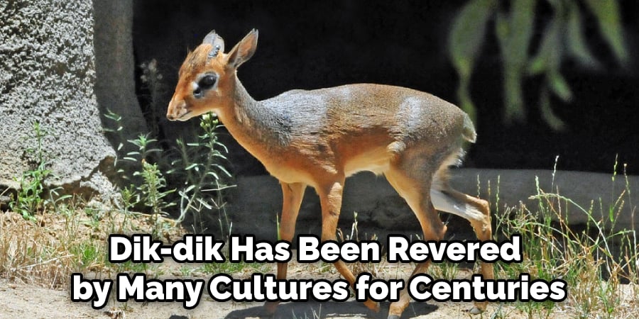 Dik-dik Has Been Revered by Many Cultures for Centuries
