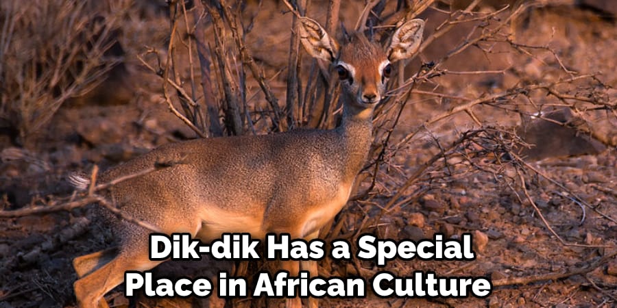  Dik-dik Has a Special Place in African Culture 