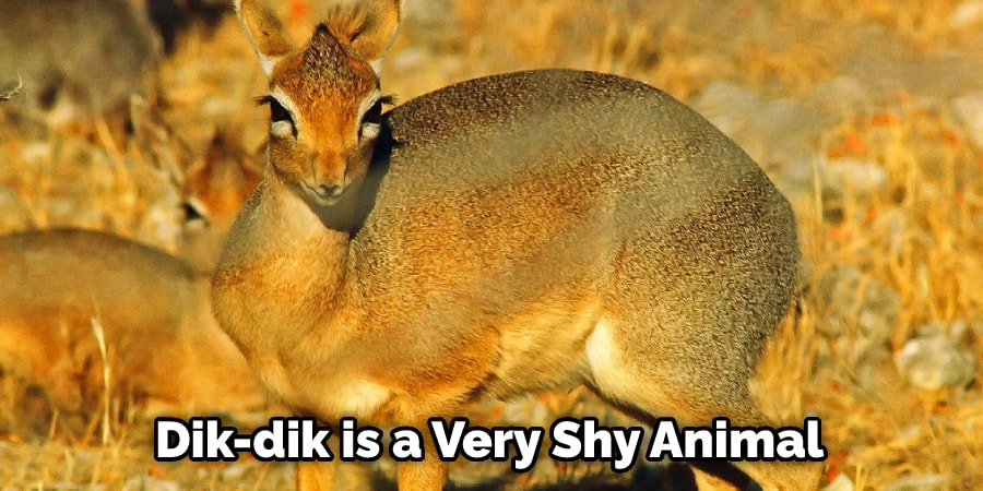 Dik-dik is a Very Shy Animal
