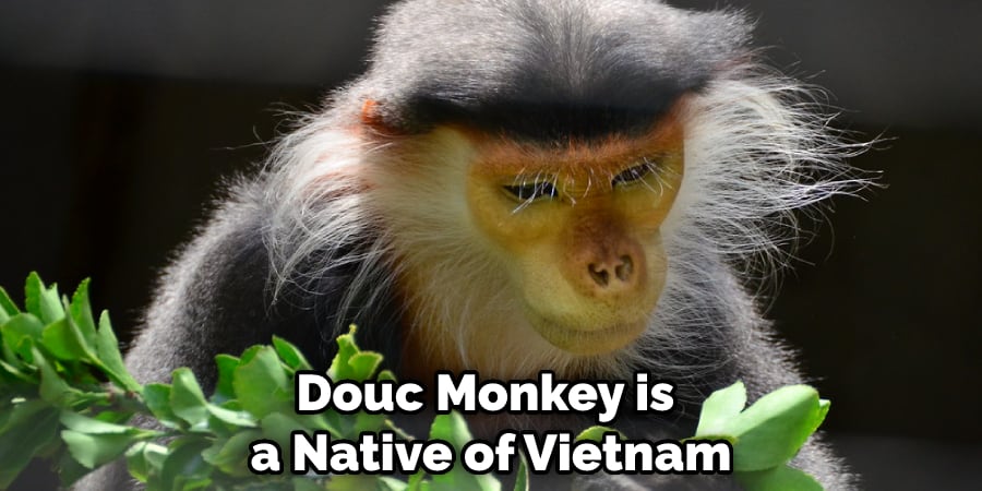 Douc Monkey is a Native of Vietnam