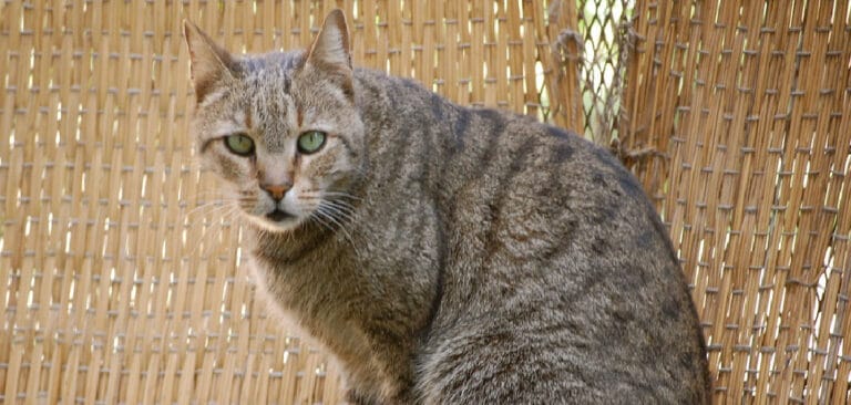 egyptian-mau-spiritual-meaning-symbolism-and-totem