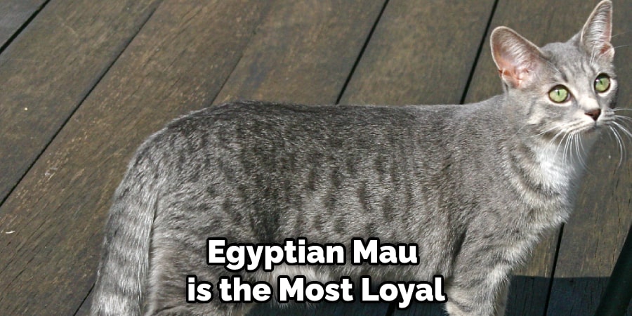 Egyptian Mau is the Most Loyal