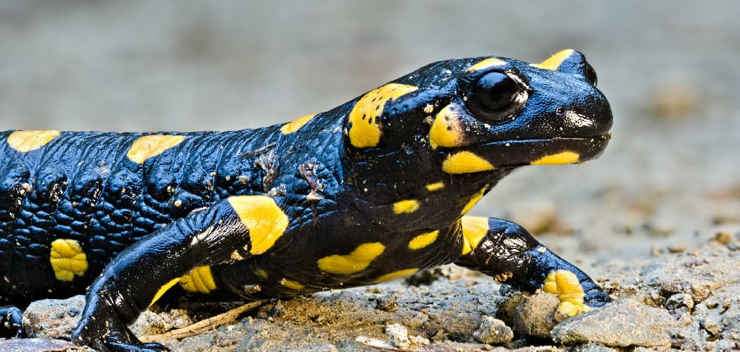 Fair Salamander Spiritual Meaning