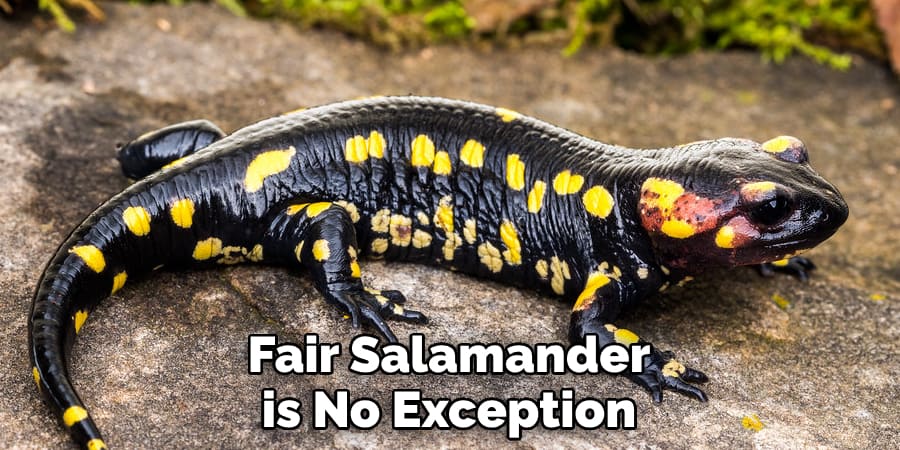 Fair Salamander is No Exception