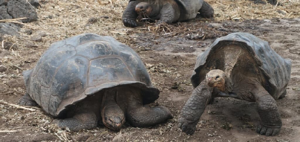Galapagos Tortoise Spiritual Meaning